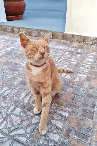 Matilda Milos - Cycladic Living Lägenhet